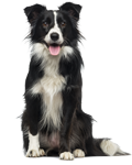 Buy Jones Natural Chews in New Berlin, WI from What's In The Bowl Pet Shop Jones Natural Chews New Berlin Wisconsin